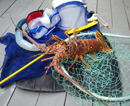 Florida Keys Mini Lobster