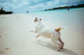 Dog Playing on Beach in the Florida Keys near the Ocean