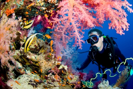 Scuba Diving Sombrero Reef Florida Keys