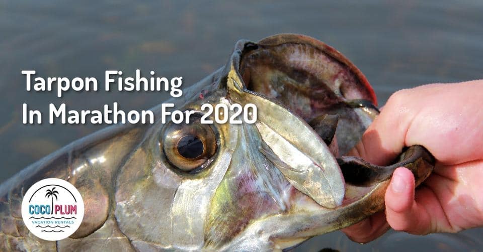 Tarpon Fishing In Marathon For 2020